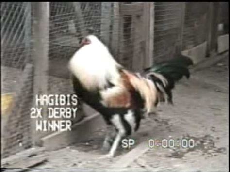 tukaan sabong derby video youtube.